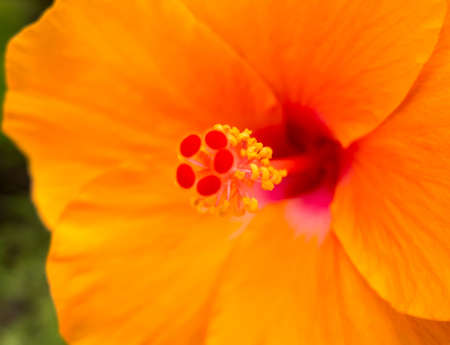 Orange Hibiscus (Hibiscus syriacus), It's famous flower to paint in textile