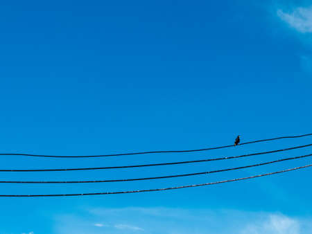 Bird and the blue skyの写真素材