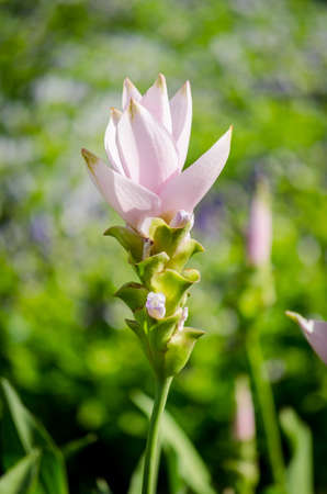 Pink flowers (Siam Tulip) in green garden background, morning fresh background