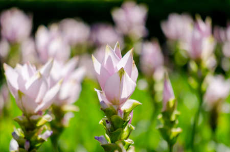 Pink flowers (Siam Tulip) in green garden background, morning fresh background