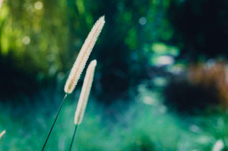 Cinematic picture of Poaceae background for lonely mood