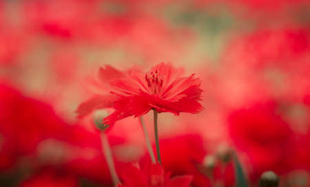 Red cosmos flower for red love background