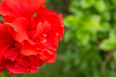 Red Hibiscus (Hibiscus syriacus), It's famous flower to paint in textile