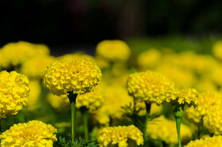 The golden flower (Marigold flower) on the green background
