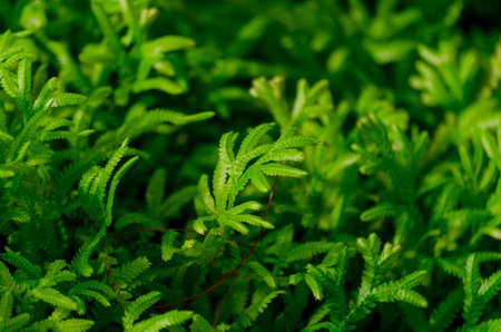 Green plant in garden and blur background, flash conditionの写真素材