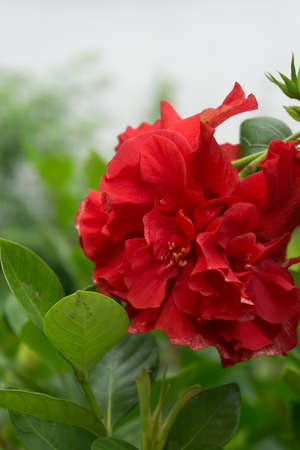 Red Hibiscus (Hibiscus syriacus), It's famous flower to paint in textileの写真素材