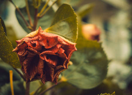 The red flowers in the vintage mood, sad and lonely mood toneの写真素材