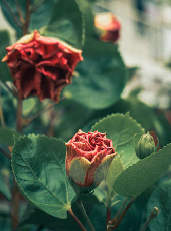 The red flowers in the vintage mood, sad and lonely mood toneの写真素材