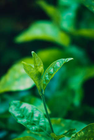 Green plant in garden and blur background, flash conditionの写真素材