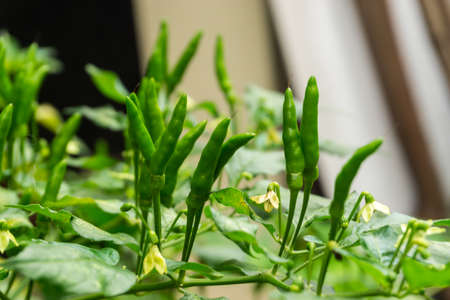 Thai chili, the main spicy ingredient of Thai food