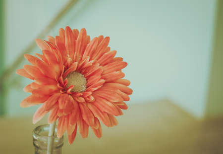 The vintage color and tone of flower, lonely and sad moodの写真素材