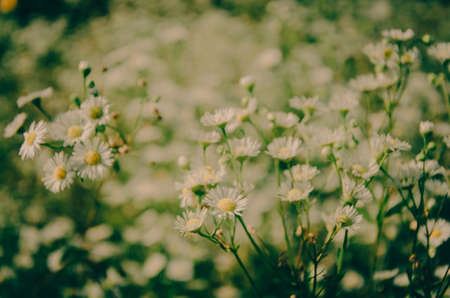 Vintage blur of little white flowers background, for postcard and backgroundの写真素材