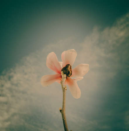 Pink soft sweet and vintage of  Sakura flowers backgroundの写真素材