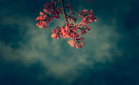 Pink soft sweet and vintage of  Sakura flowers backgroundの写真素材