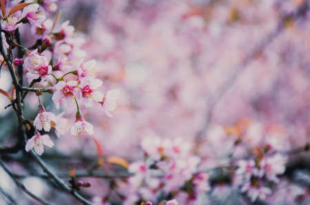 Pink soft sweet and vintage of  Sakura flowers backgroundの写真素材