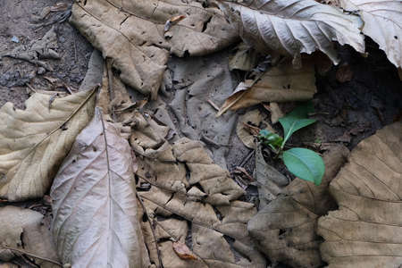 Green grass field and dry leaf backgroundの写真素材