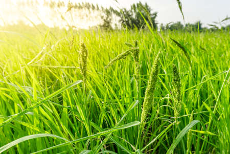 The Thai paddy field, fresh and green background