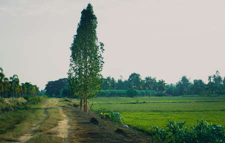 Old country road and paddy field in Thailandの写真素材