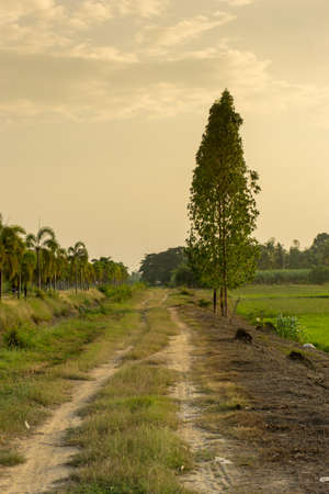 Old country road and paddy field in Thailandの写真素材