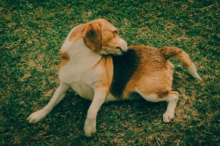 Beagle dog laying on green grass in the garden, vintage mood and toneの写真素材