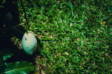 Green mango, the delicious fruit of Thailandの写真素材