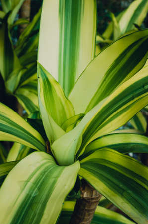 Green plant in garden and blur background, flash conditionの写真素材