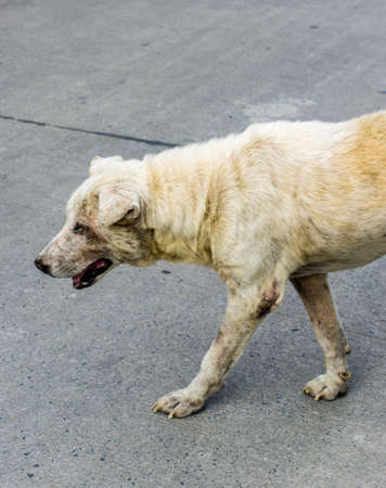 Old and sick of Thai dog walking on the streetの写真素材