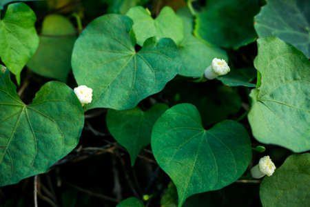 Abstract blur of white flower green plant in garden and blur background, flash condition