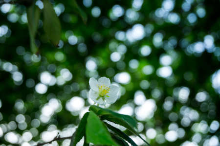 Abstract blur of white flower green plant in garden and blur background, flash conditionの写真素材
