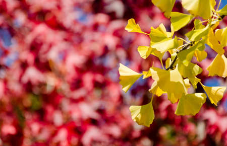 Ginkgo leaves over blur red maple backgroundの写真素材