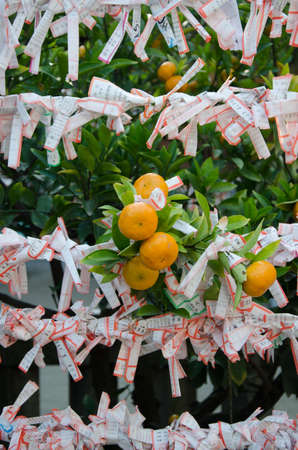 Orange fruit over Chi-Chi Sticks in templeの写真素材