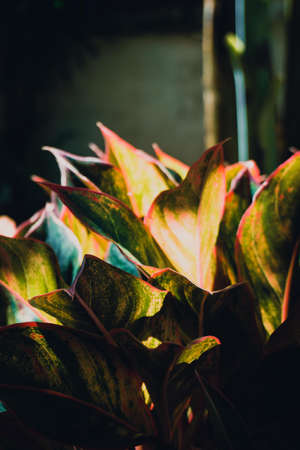 Blur picture of leaves in the garden in morning time. vintage toneの写真素材