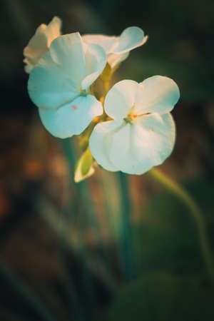 Sweet white flower in the vintage garden backgroundの写真素材
