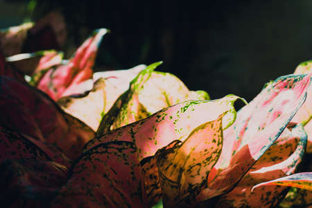Blur picture of leaves in the garden in morning time. vintage toneの写真素材