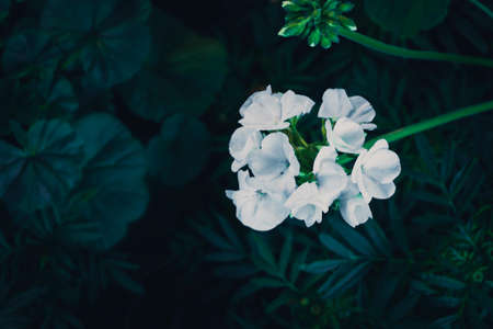 Sweet white flower in the vintage garden backgroundの写真素材