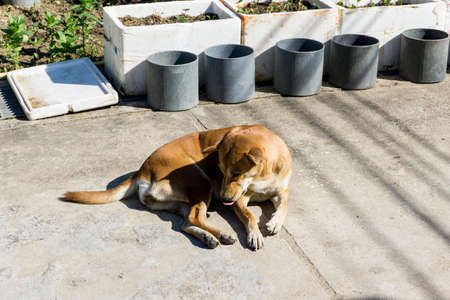 Thai dog sleep well on the sidewalk. sweet dreamの写真素材