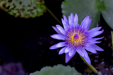 water lily or lotus flower, sweet flower in the nature pond.の写真素材