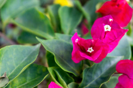 Blur picture of Beautiful red flower coloring in the garden
