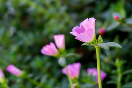 Blur picture of Beautiful pink flower coloring in the gardenの写真素材