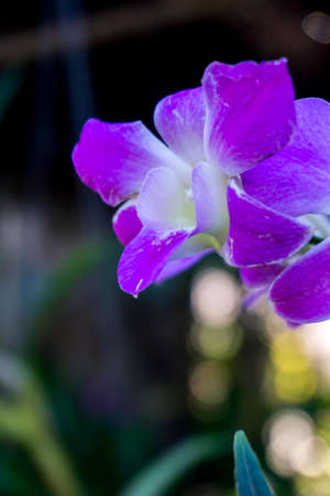 Beautiful orchid It is used to decorate the wedding, Valentines Day and the festival of love.の写真素材