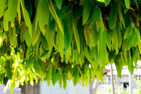 Blur picture of Green plant in garden and blur background, flash conditionの写真素材
