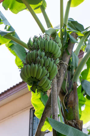 Banana peel in banana green treeの写真素材