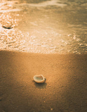 The shell and The waves to the sand in the quiet morning, vacation timeの写真素材