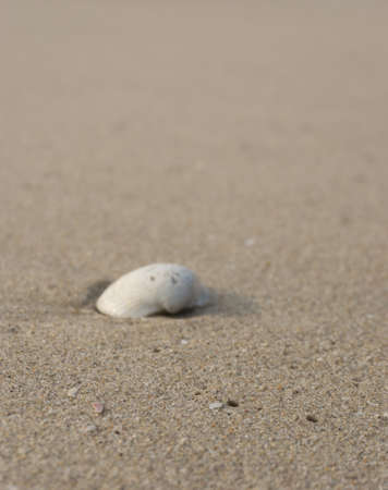 The shell and The waves to the sand in the quiet morning, vacation timeの写真素材