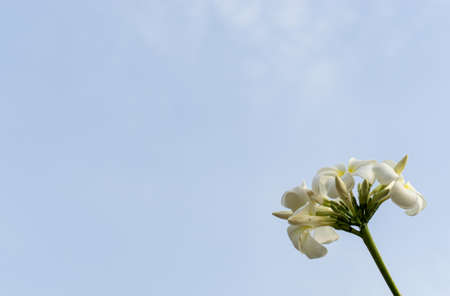 Plumeria flowers on the plumeria tree. The famous flowers in Thai spa.の写真素材