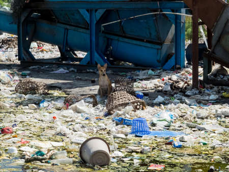 Ayutthaya, THAILAND-MAY 15, 2017, Sweet eye dog laying in waste disposal site in Thailandのeditorial素材