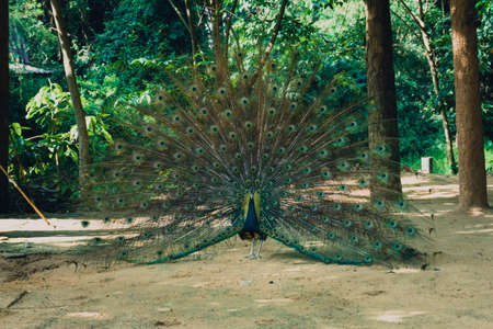 Peacock, It's beautiful feather walking in the forest.