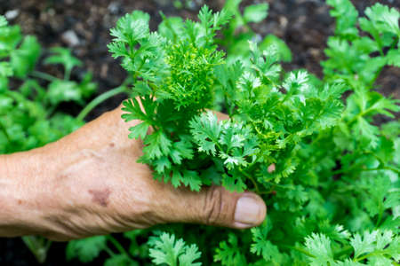 Coriander, the main vegetable in Thailand. coriander in the hand of old man