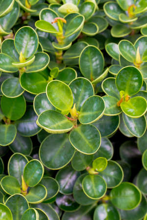 Blur picture of Green plant in garden and blur background, flash condition