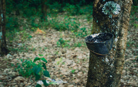 Rubber milk and rubber tree in Thailandの写真素材